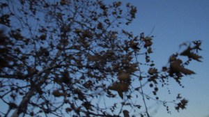 in pursuit of silence