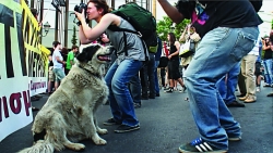 Adespota_Stray_Dogs_In_The_Heart_Of_Athens