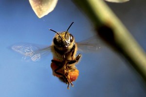 more-than-honey-film-bild01