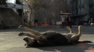 taskafa-stories-of-the-street-001