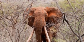 White-Gold-Key-Image-Photo-courtesy-of-Richard-MollerTSAVO-TRUST1-280x140