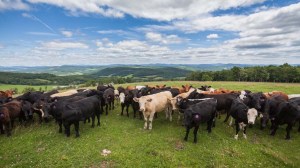 240714_GRAZERS_526-copy3-1160x652