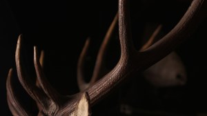 1201x782-KEY-IMAGE-Le-Taxidermiste_Antlers-copy-1160x652