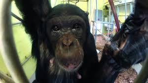 chimpanzee complex