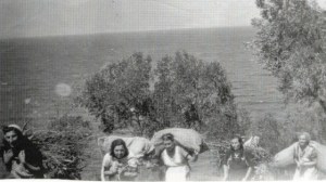 BENEATH THE OLIVE TREE