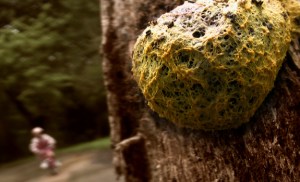 thecreepinggarden-still1