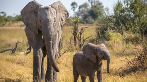 naledi_a_baby_elephant_tale