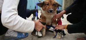 theshelter-3-1473700804