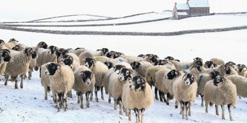 addicted-to-sheep-770x385